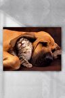 Kedi Ve Köpek Eğlenceli Mizahi Poster