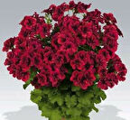 Parlak Kırmızı canan sardunya fidesi pelargonium aristo 10-20 cm