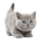 Güzel Gri Cins kedi araba Sticker YApıştırması