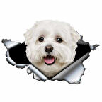 Sevimli Maltese Cinsi Köpek Araba Sticker Yapıştırması model1