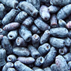 1-2 Yaş Arası Tüplü Balyemişi (Laurocerasus officinalis) Fidanı - Meyve Veren ve Dayanıklı Fidan