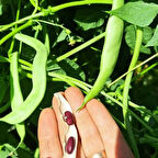 Geleneksel Ata Tohumları Kılçıksız Kınalı Ayşe Fasulye Tohumu (10 tohum)