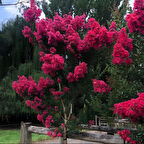 Nadir Soğuklara Dayanıklı Rubra Ateş Kırmızısı Çiçekli Oya Ağacı Fidanı