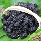 Avustralya Cinsi Siyah Dut Fidanı 60 -80 Cm 1-2 Yaş Arası