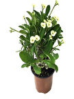 2 ADET DİKENLER TACI EFORBİA MİLİ (Euphorbia Milii) BEYAZ RENK
