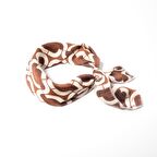 PAREDORA Vintage Ombra Fular