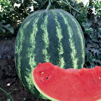 Bolveren Az Çekirdekli Bol Sulu Ala Crimson  Karpuz Fidesi (5 adet)