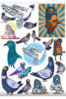 Güvercin Sticker Set 1