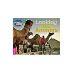 Looking After Animals