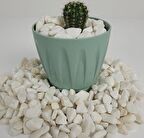 Dolomit Taş 8 Kg 1-2 Cm Beyaz Dere Taşı Çakıl Taşı Bahçe Süs Taşı