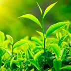 Ata Tohumları Anadolu Geleneksel Siyah Çay Tohumu (5 adet)