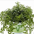 Bolero Kış Zahteri Aromatik Bitki  Fidesi (2 Adet)