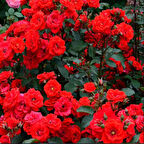 Tüplü Brillant Fc Kırmızı Yediveren Soğuklara Dayanıklı Multi Goncalı Masal Gülü Fidanı