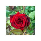  ADA TARIM Tüplü Yediveren Kırmızı Marango Gül Fidanı 15 CM