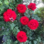 ADA TARIM 1 ADET  TÜPLÜ  ISPARTA MEYLAND KIRMIZI KOKULU YEDİVEREN GÜL FİDANI 1 YAŞ 15-25 CM