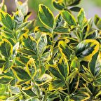 50 Adet Altuni Taflan Fidanı