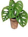 MONSTERA OBLİQUA DEVE TABANI SARMAŞIK CİNS ÖZEL TOPRAK SAKSISINDA