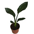 Strelitzia reginae - Starliçya Cennet Kuşu - Ev ve Ofis Bitkisi
