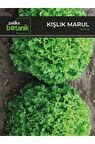 1.700 Adet Kışlık Yerli Ata Kıvırcık Marul Tohumu