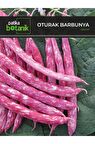 40 Adet Yerli Ata Oturak Barbunya Tohumu (Selim)