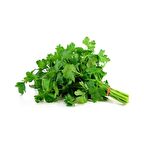 Yerli Ata Tohumu İnce Yaprak Maydanoz 500 Adet