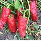 Yerli Ata Tohumu Acı Urfa Biberi 50 Adet