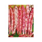 Yerli Ata Tohumu Oturak Barbunya 25 Gr