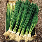 Geleneksel Fideler Anadolu Taze Yeşil Soğan Fidesi (5 adet)