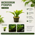Microsorum Pteropus Saksı  Canlı Bitki