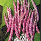 Anadolu Geleneksel Sırık Barbunya Fidesi (5 adet)