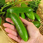 Yerli Doğal Kokulu Çengelköy Tipi Hıyar Badem Salatalık 50 Adet Tohum