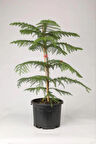 Araucaria Heterophylla İthal Salon Çamı