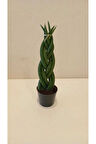 Özel Örgü Sansevieria Cylindrica, Paşa Kılıcı – Ofis & Salon Bitkisi
