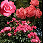 Tüplü Rosanna Yediveren Çok Goncalı Masal Gülü Fidanı Gül Çemberi