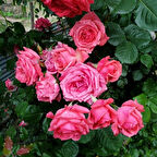 Tüplü Yediveren Sophia Soğuklara Dayanıklı Gül Fidanı