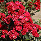 Tüplü Yer Örtücü Soğuklara Dayanıklı Zwergkönig Yediveren Gül Fidanı