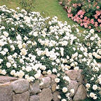 Tüplü Yediveren Yer Örtücü Full Bright Beyaz Yer Örtücü Gül Fidanı