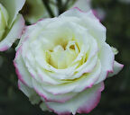 Tüplü Çift Renk Yediveren Zelal Kokulu Gül Fidanı