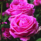 Tüplü  Yediveren Uludağ Esintisi Yoğun Kokulu Gül Fidanı