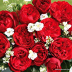 Tüplü Katmerli Out Of Rosenheim Yediveren Gül Fidanı