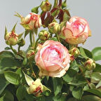 Tüplü Aşılı Yediveren Lovely Antike Freelander Gül Fidan