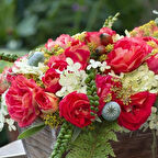 Tüplü Koleksiyonluk Kokulu Gebrüder Grimm Yediveren Gül Fidanı