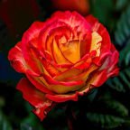 Tüplü Butterfly İri Goncalı Yediveren Yoğun Kokulu Gül Fidanı