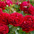 Tüplü Bordeaux Yediveren Yoğun Kokulu Gül Fidanı