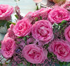 Tüplü Yediveren Beverly Yoğun Kokulu Gül Fidanı