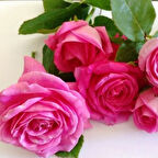 Tüplü Yediveren  Kokulu Reçellik  Isparta Gül Fidanı