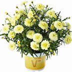 Double Primrose Aramis Katmerli Çeşme Papatyası Çiçeği Fidesi (2 Fide)