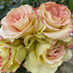 Eva Emma Kokulu Gül Çiçeği Fidesi (1 adet Paper Potta)