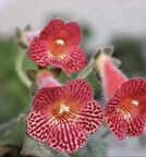 Özel Tür Olla Mm's 0119 Kohleria Japon Küpelisi Çiçeği Fidesi (Mini Pot)