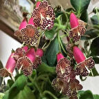 Özel Tür N3 Kohleria Japon Küpelisi Çiçeği Fidesi (Mini Potta)